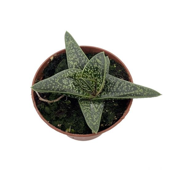 Romeo Gasteria batesianna - Succulent - 2.5" Pot