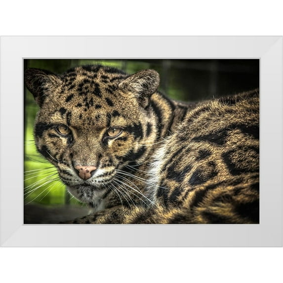 Ronin 14x11 White Modern Wood Framed Museum Art Print Titled - The Nevel Panther