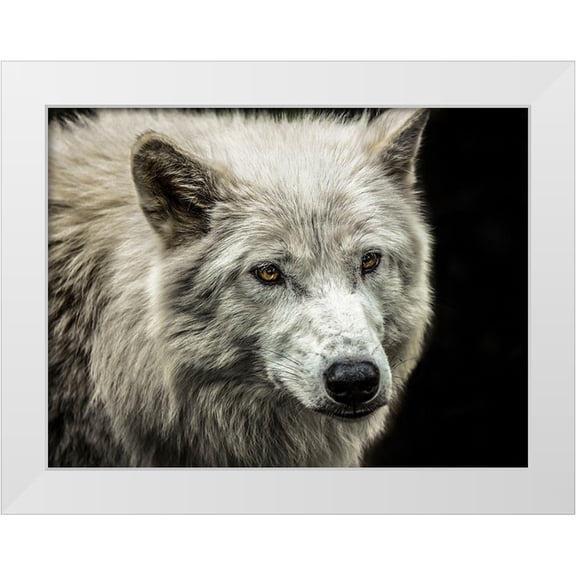 Ronin 14x12 White Modern Wood Framed Museum Art Print Titled - White Wolf