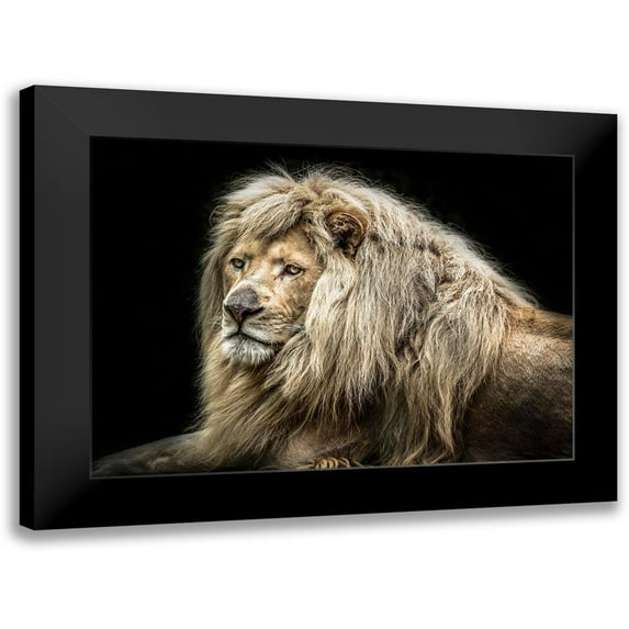 Ronin 18x14 Black Modern Framed Museum Art Print Titled - The white Lion