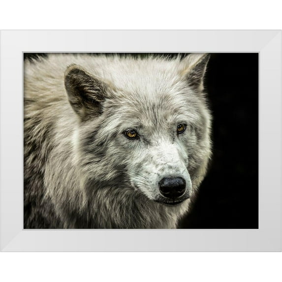 Ronin 18x15 White Modern Wood Framed Museum Art Print Titled - White Wolf