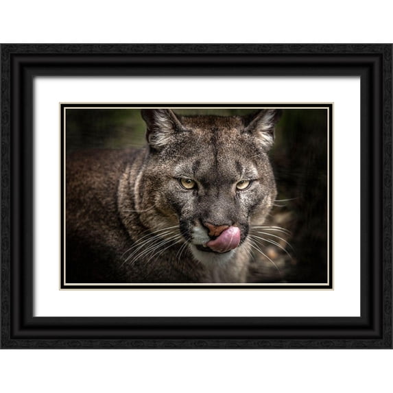 Ronin 24x17 Black Ornate Wood Framed with Double Matting Museum Art Print Titled - The Puma