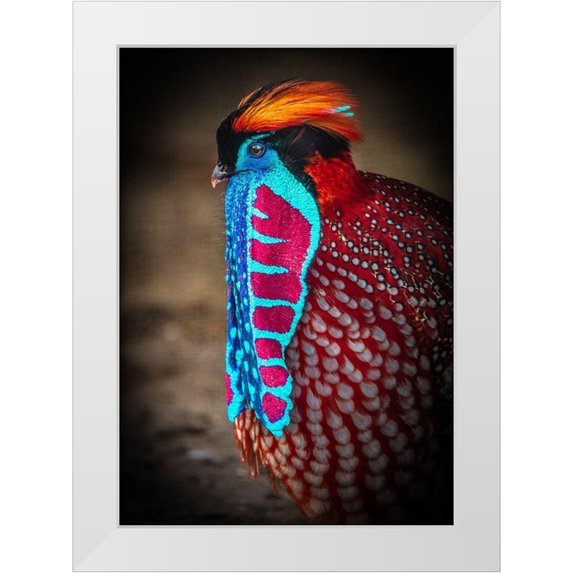 Ronin 24x32 White Modern Wood Framed Museum Art Print Titled - Tropical Bird