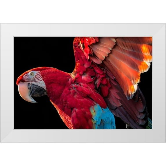 Ronin 32x23 White Modern Wood Framed Museum Art Print Titled - Parrot Wings