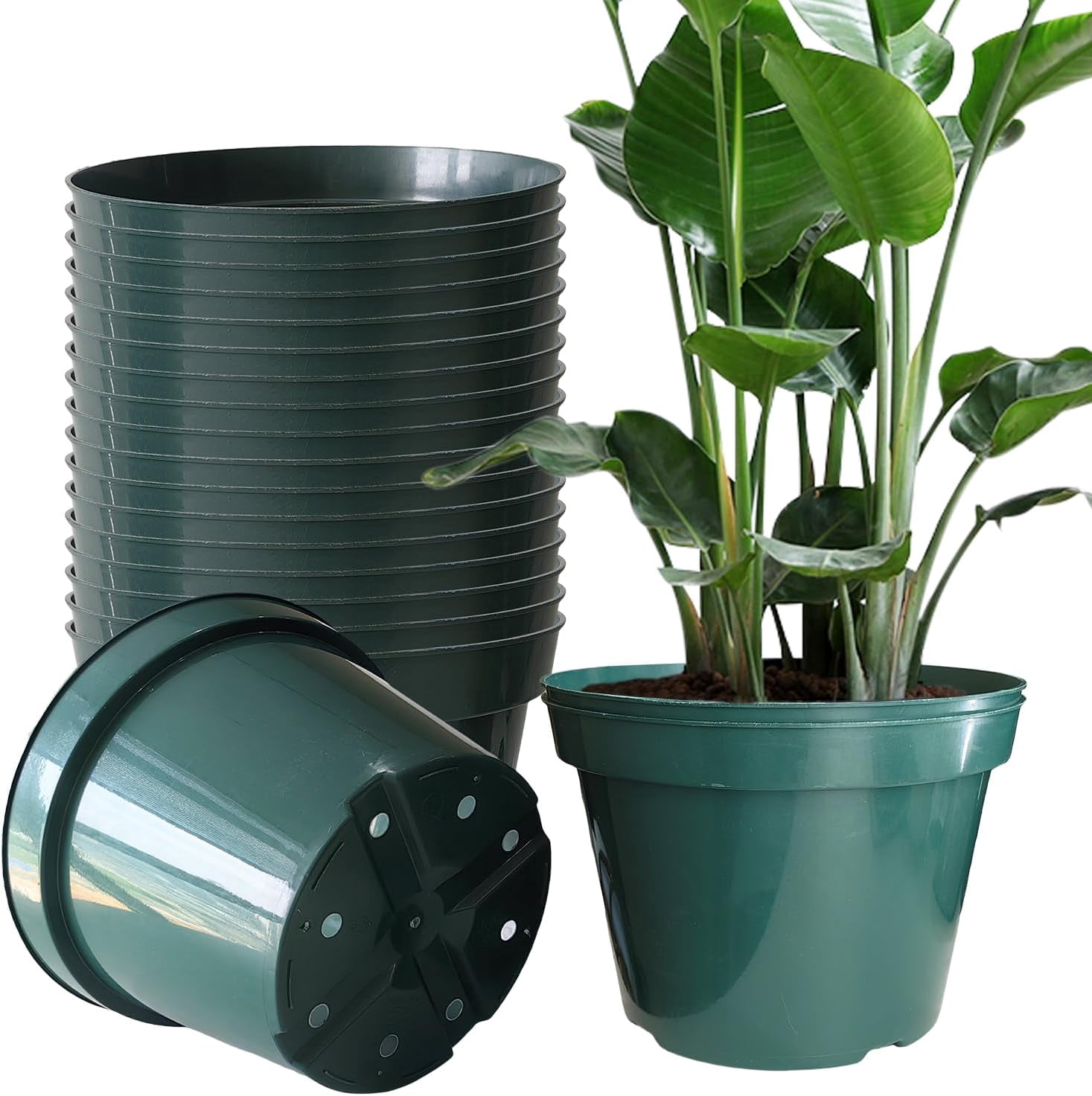 plant nursery klow prices Backyard offers plants at discounted they are weather Kent East Hill Nursery Web