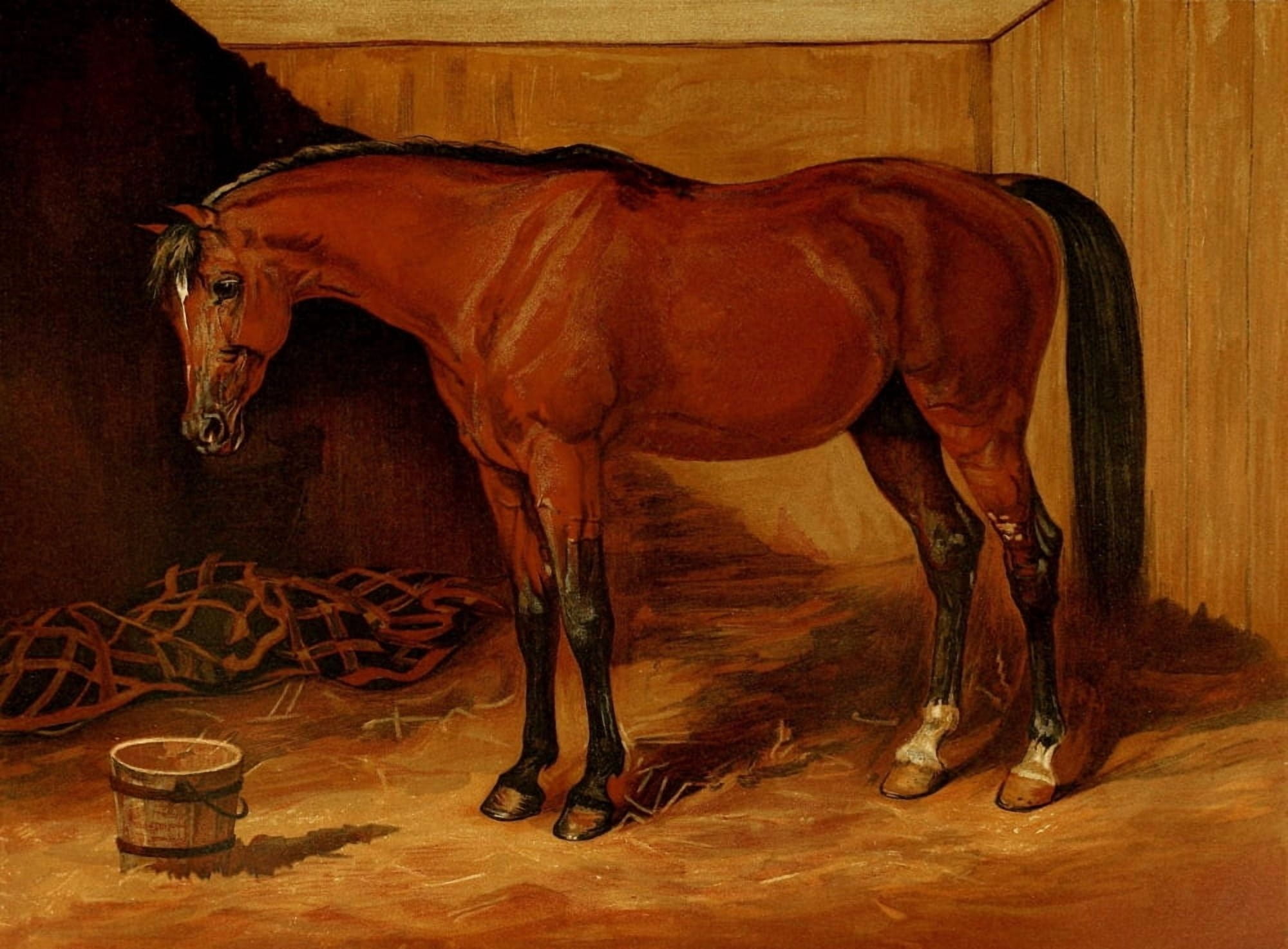 Roods The Arabian Horse 1894 Claverhouse Canvas Art - Roods (24 x 36)
