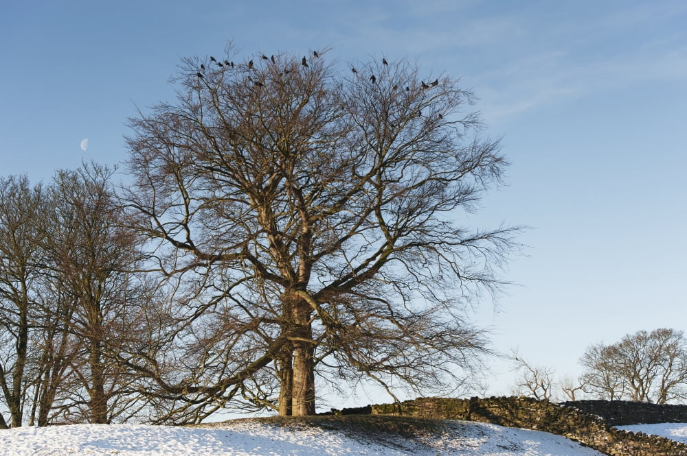 Rooks (Corvus frugilegus) roosting in trees on a cold winters day United Kingdom Canvas Art - Wayne Hutchinson Design Pics (38 x 24)