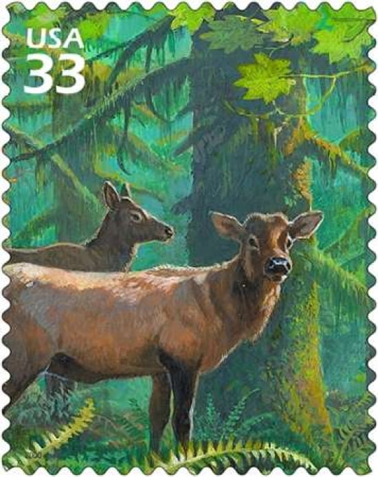 Roosevelt Elk Canvas Art - US POSTAL SERVICE (24 x 30)