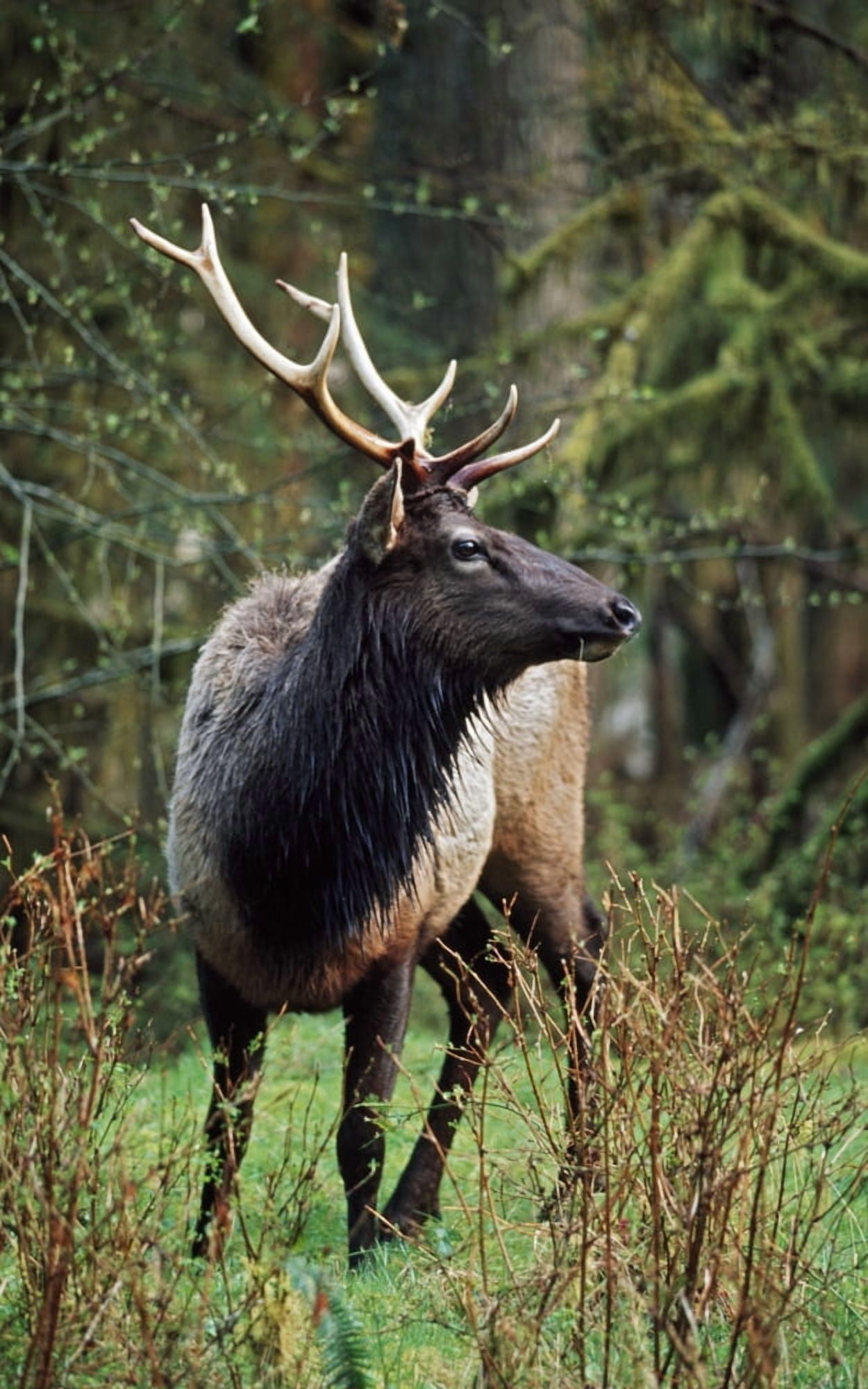 Roosevelt Elk (Cervus Canadensis Roosevelti) Olympic National Park Washington Usa Canvas Art - David Ponton Design Pics (24 x 38)