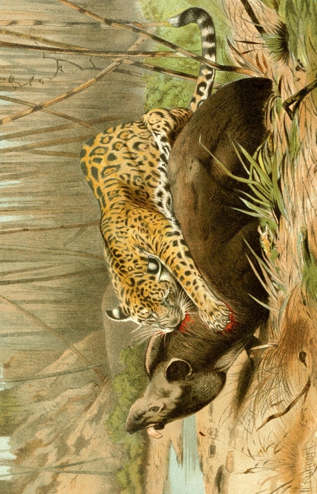 Roosevelt in Africa 1909 Leopard killing Tapir Canvas Art - Friedrich Wilhelm Kuhnert (24 x 36)