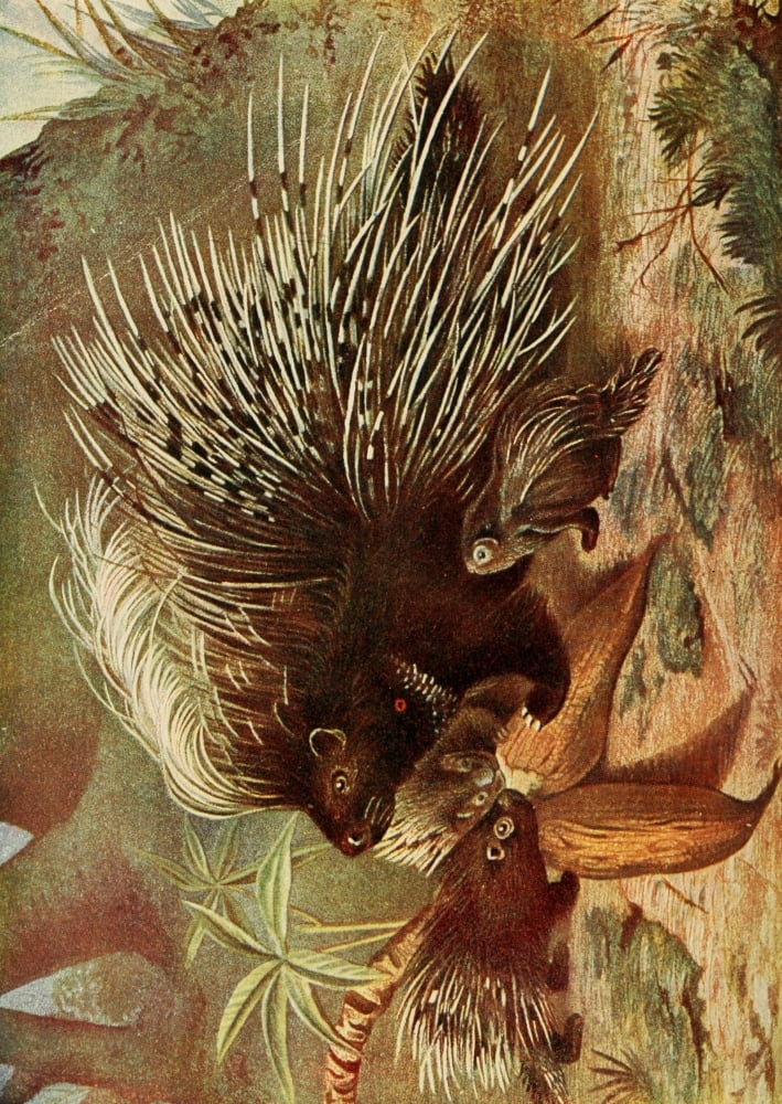Roosevelt in Africa 1909 Porcupine & young Canvas Art - Unknown (18 x 24)