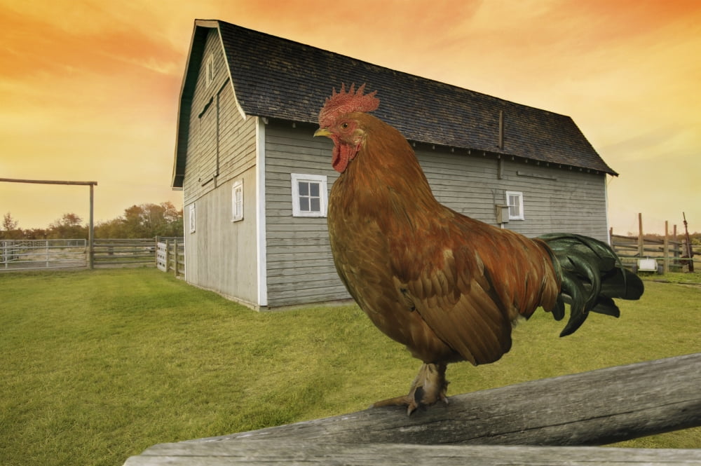 Rooster Canvas Art - Don Hammond Design Pics (17 x 11)