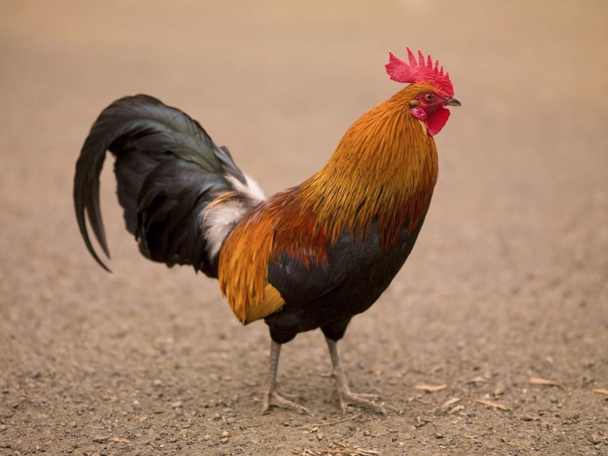 Rooster Canvas Art - Keith Levit Design Pics (18 x 13)