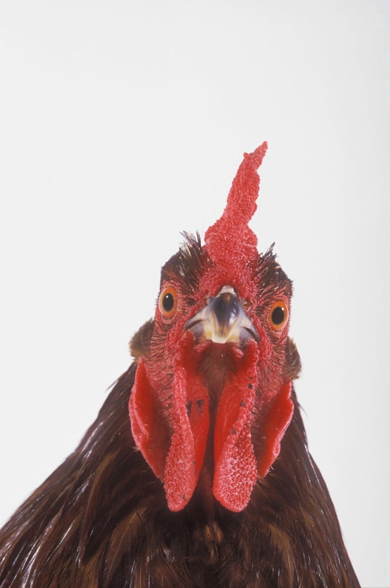 Rooster Canvas Art - Thomas Kitchin & Victoria Hurst Design Pics (11 x 17)