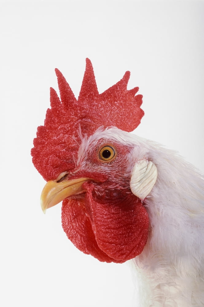 Rooster Canvas Art - Thomas Kitchin & Victoria Hurst Design Pics (11 x 17)