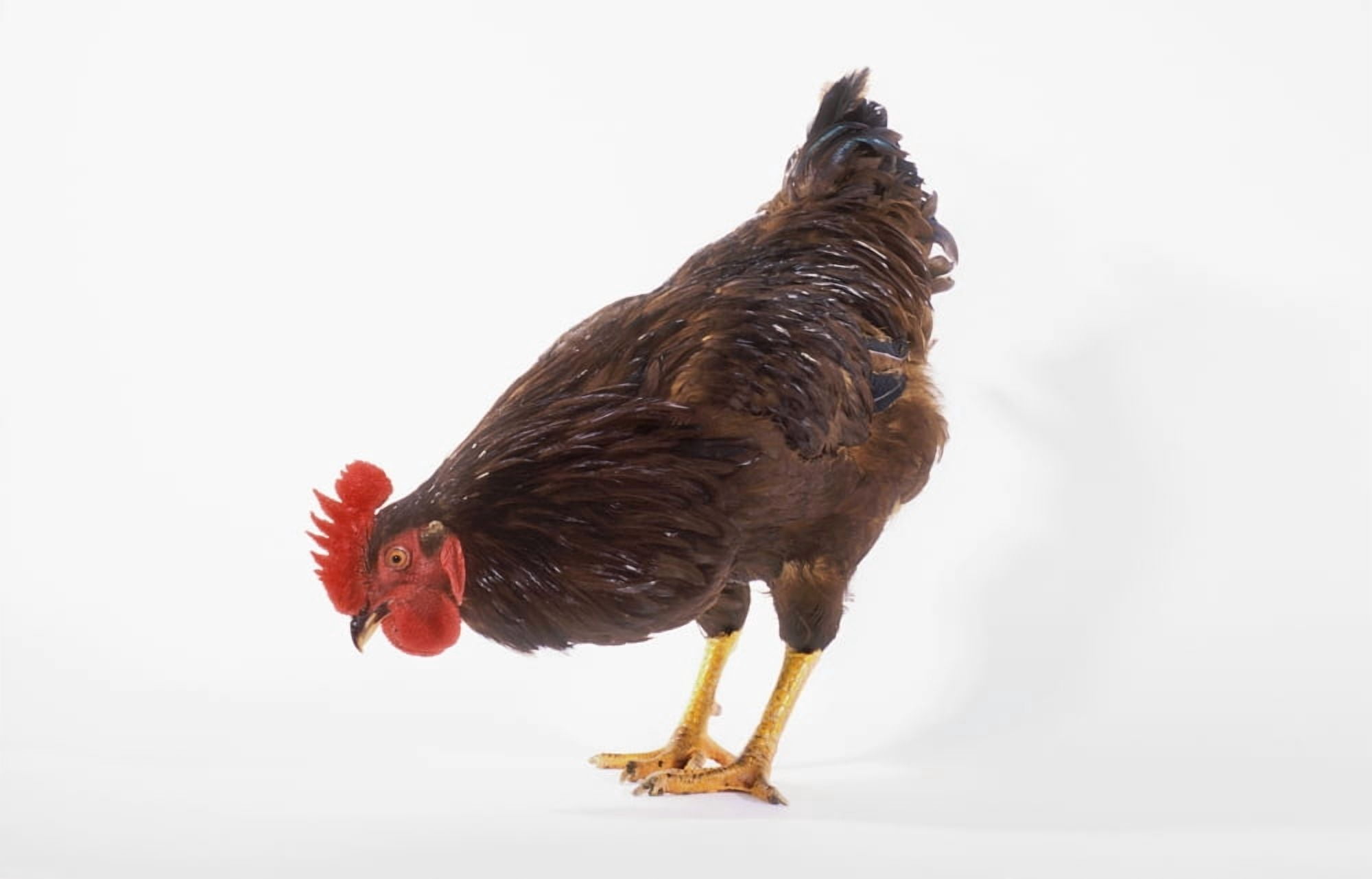 Rooster Canvas Art - Thomas Kitchin & Victoria Hurst Design Pics (34 x 22)
