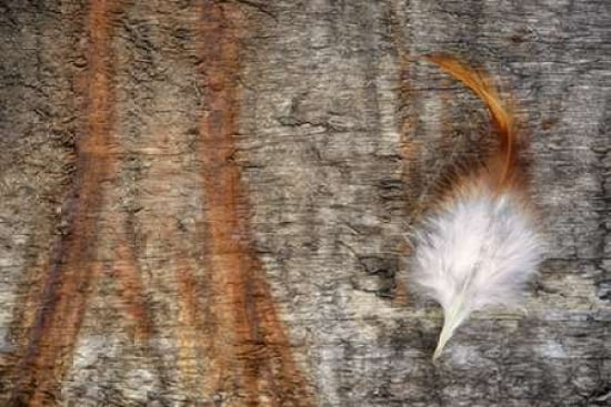 Rooster Feather Canvas Art - Cora Niele (12 x 18)