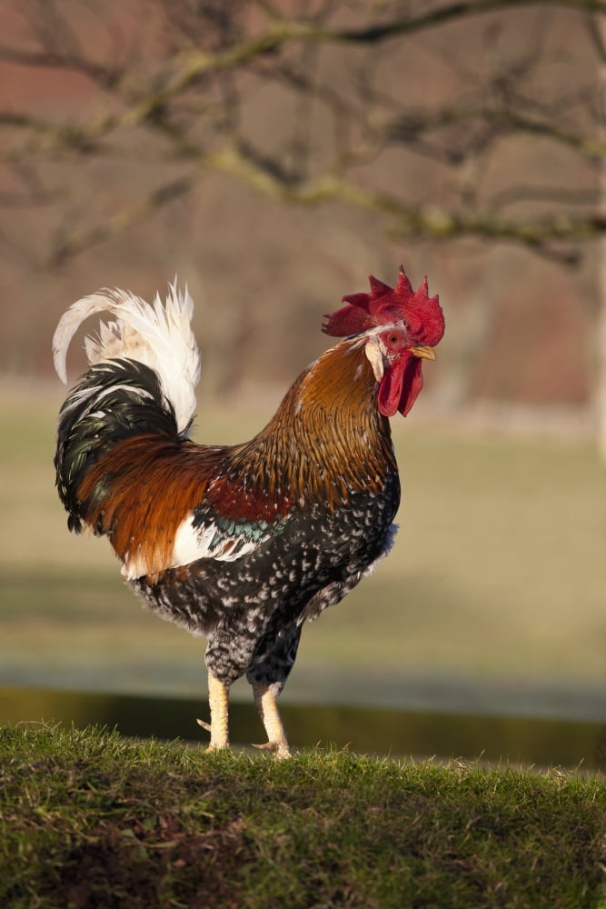 Rooster (Gallus Gallus) Northumberland England Canvas Art - John Short Design Pics (12 x 19)