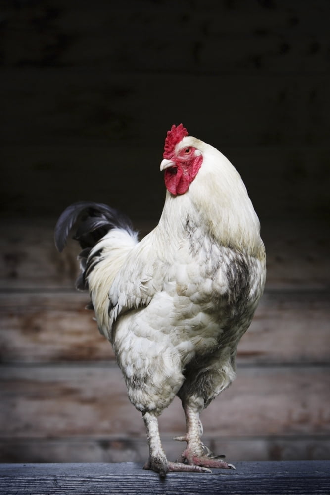 Rooster On A Fence Canvas Art - Richard Wear Design Pics (22 x 34)