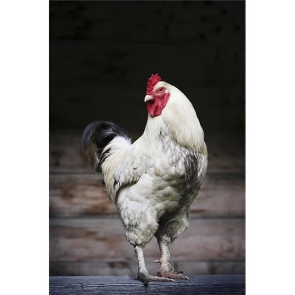 Rooster On A Fence Poster Print by Richard Wear, 22 x 34 - Large