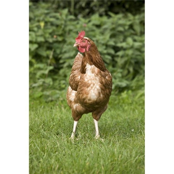 Rooster Poster Print - 12 x 18