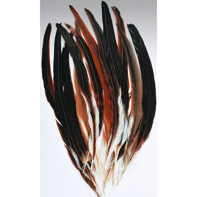 Rooster Tail Feathers Colors 12 per bunch 16-18in. Long -- Single Bunch 