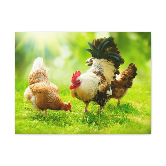 Rooster and Chicken Hunting for Food Print Animal Wall Art Wildlife Canvas Prints Wall Art Ready to Hang Unframed