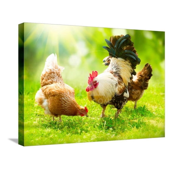 Rooster and Chickens Free Range Cock and Hens, Stretched Canvas Wall Art by Subbotina Anna Sold by Art.Com