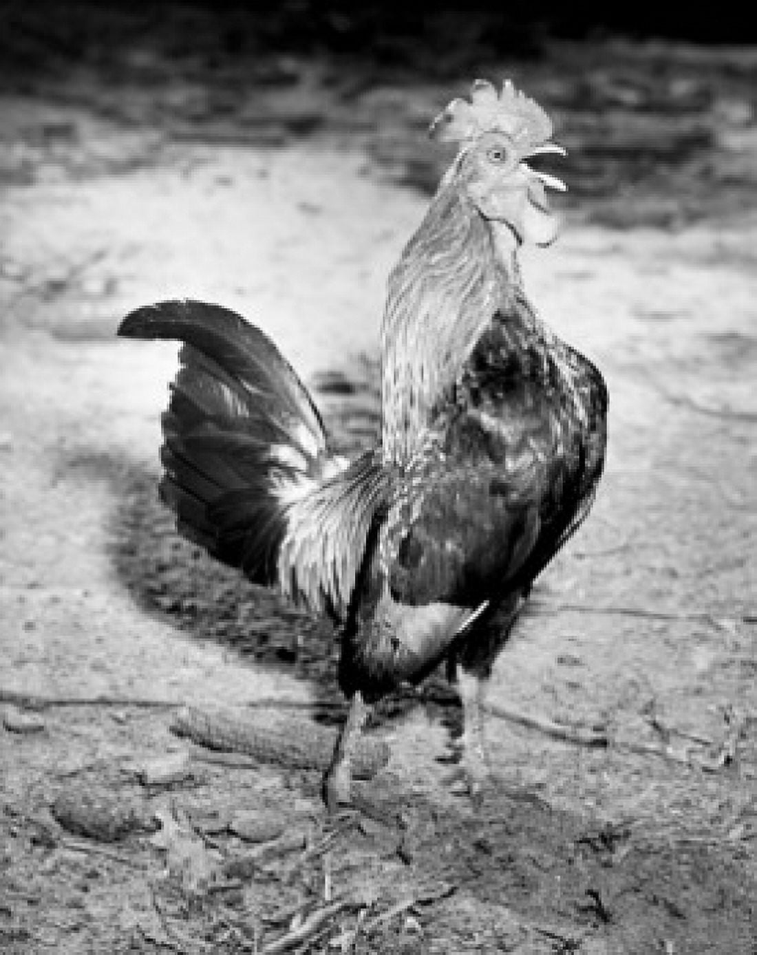 Rooster on dirt Canvas Art - (18 x 24)