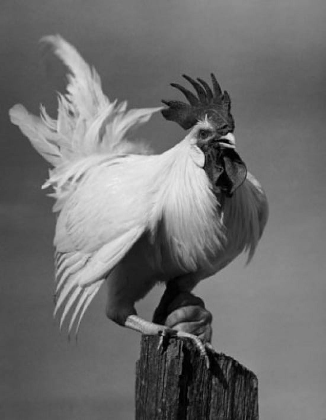 Rooster perching on a tree stump Canvas Art - (24 x 36)