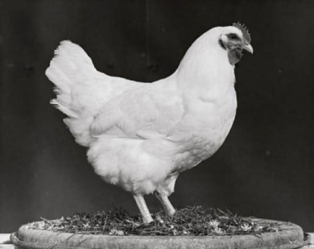 Rooster standing on straw Canvas Art - (24 x 36)