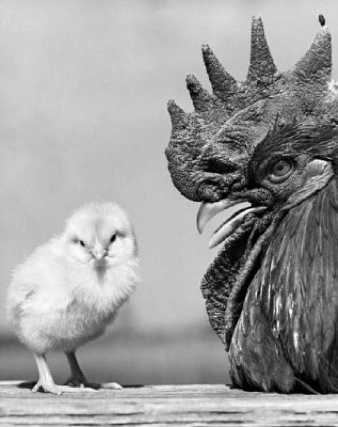 Rooster with a chick Canvas Art - (18 x 24)