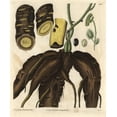 thumbnail image 1 of Root Of The Columbo Or Calumba Plant Cocculus Palmatus Poster Print By ?? Florilegius Mary Evans, 1 of 4