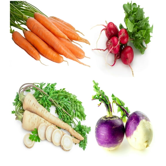 Root Vegetable Seeds Variety Pack  Carrot, Radish, Turnip & Parsnip  Non-GMO, Heirloom Garden Seeds for Planting  Easy Grow, High Yield, USA Grown
