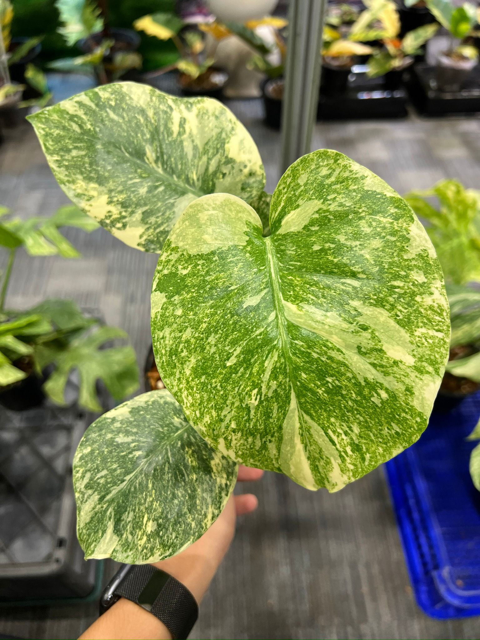 Root in moss 3-4 leaves- Monstera Delisiosa 'Legacy' Variegated Rare Fancy  Plant- Get Similar - Walmart.com