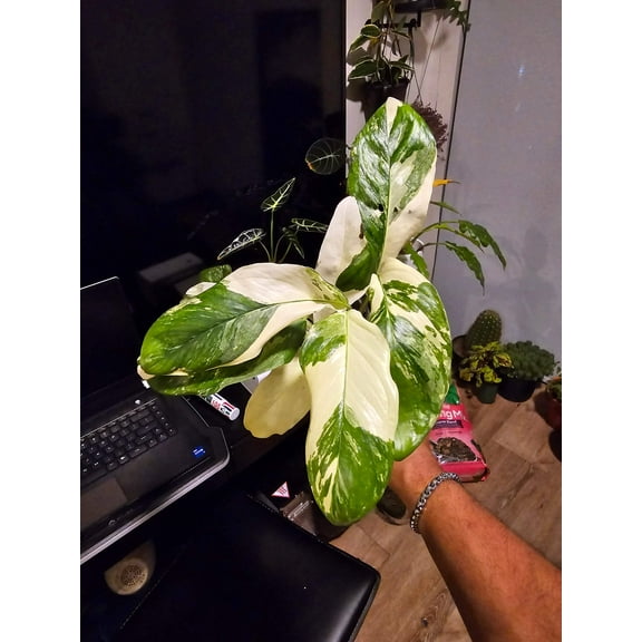 Root in moss 4+ leaves- Monstera Lecheriana Variegated Rare Plant- Get Similar