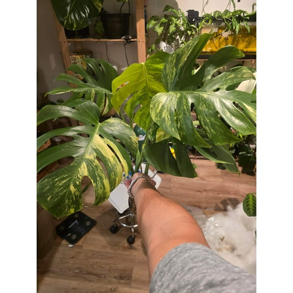 Root in moss/water Exact plant - Monstera Aurea Variegated, Picture Nov 1, 2024