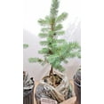 Rootoverrock (brick) bonsai. Colorado Blue Spruce live tree