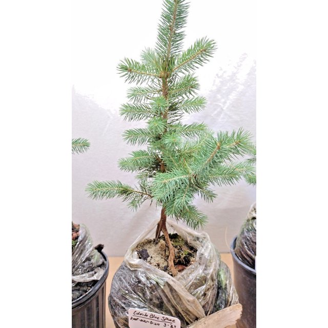 Rootoverrock (brick) bonsai. Colorado Blue Spruce live tree