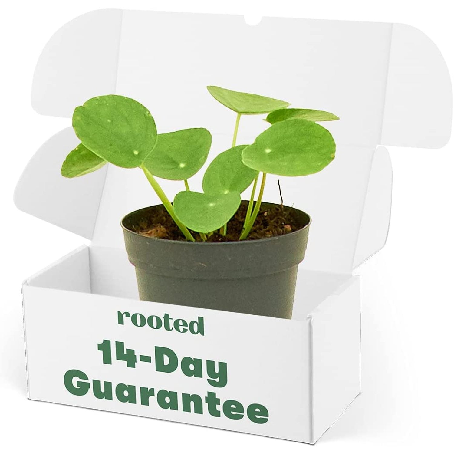 Rooted® Chinese Money Plant Pilea peperomioides Live Indoor, Easy to Grow, Easy to Care, and