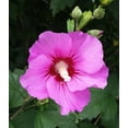 Rooted Live PINK HIBISCUS PLANTS Rose Of Sharon Walmart family-discipleship-1-biblical-portrait-of-the-family-trad-p-p