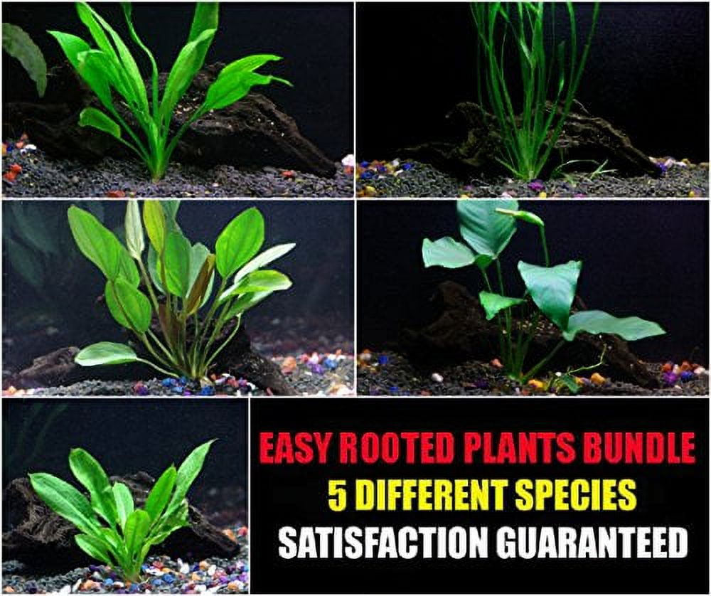 Rooted Plants Bundle - Anubias, Amazon Sword, Rosette Sword and Vallisneria