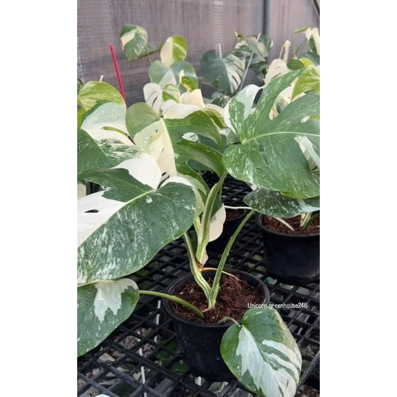 Rooted in moss - Monstera Albo, 5-6 leaves - Get similar to the picture - may ship ASAP in USA CA -pic from farm