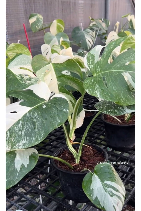 Rooted in moss - Monstera Albo, 5-6 leaves - Get similar to the picture - may ship ASAP in USA CA -pic from farm