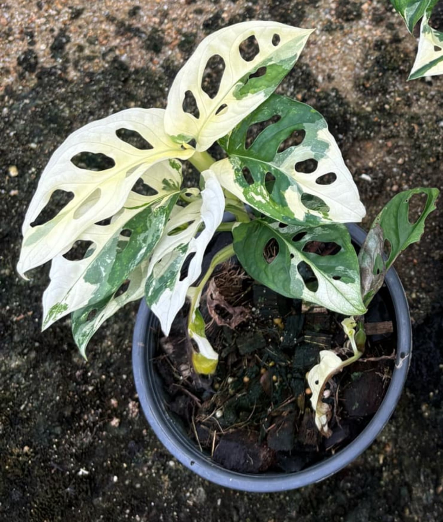 Rooted in moss - Monstera Cheese plant Adansonii 'albo' - Get similar to  the picture 4-5 leaves - Walmart.com