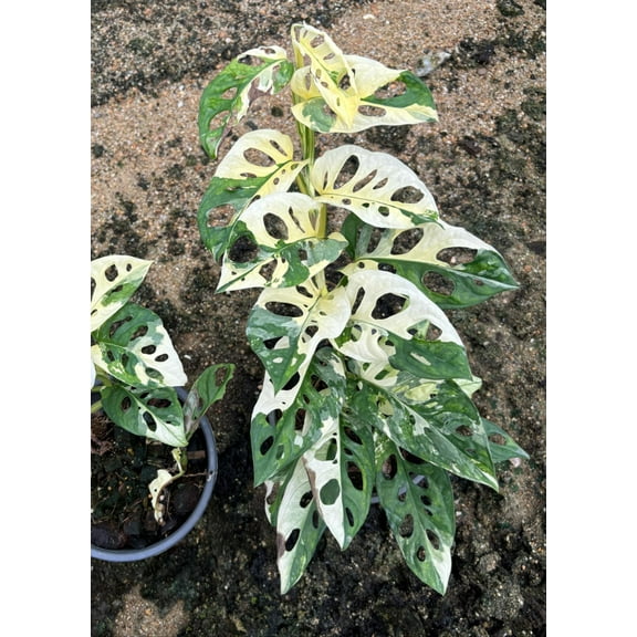 Rooted in moss - XL Premium Line Quality Monstera Cheese plant Adansonii 'Albo' - Get similar to the picture 17-20 leaves