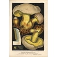 thumbnail image 1 of Rooting Bolete, Boletus Radicans, Edible Poster Print By ® Florilegius Mary Evans (24 X 36), 1 of 4