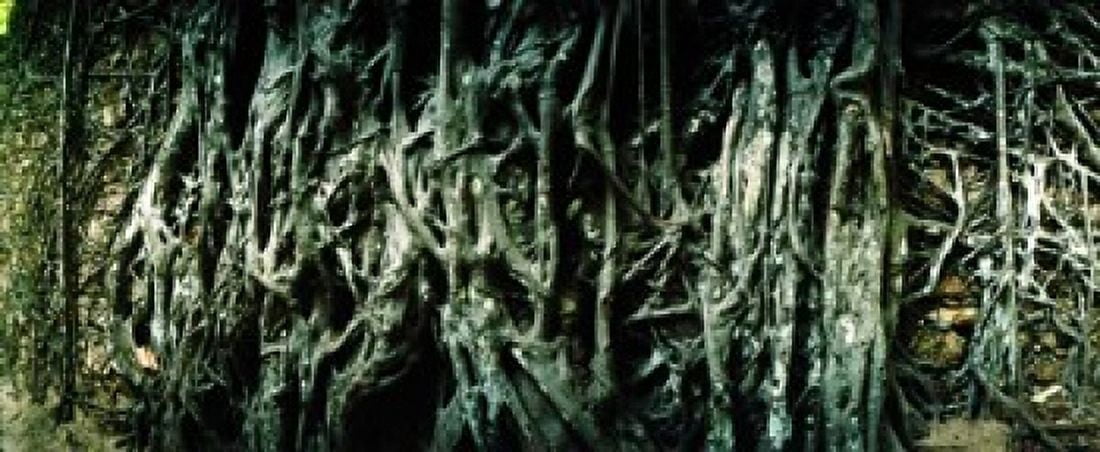 Roots of an old growth tree Morro De Sao Paulo Tinhare Cairu Bahia Brazil Canvas Art - Panoramic Images (15 x 6)
