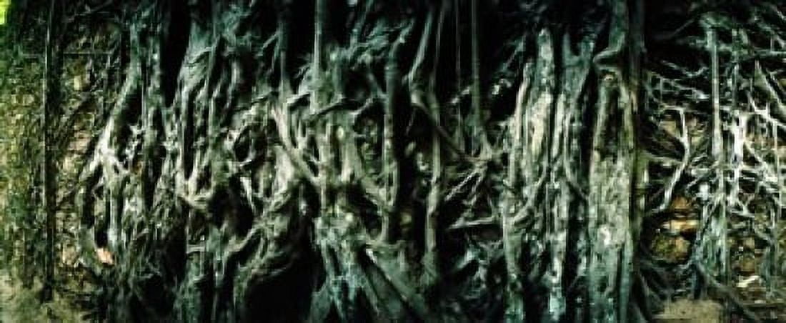 Roots of an old growth tree Morro De Sao Paulo Tinhare Cairu Bahia Brazil Canvas Art - Panoramic Images (30 x 13)