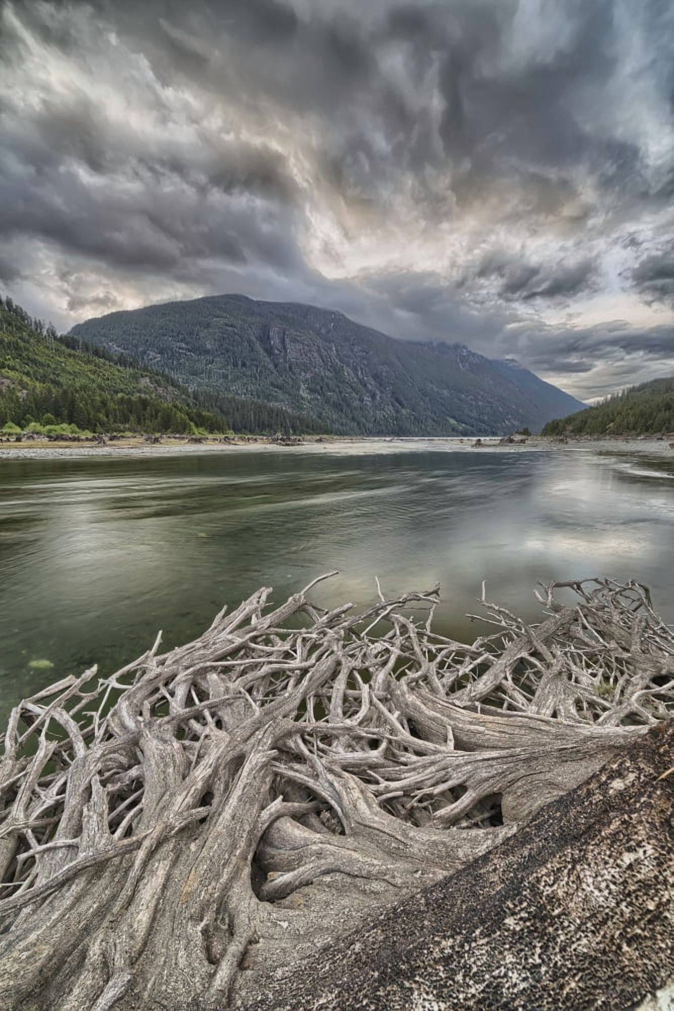 Roots from an old stump along the shores of Buttle Lake Strathcona Provincial Park British Columbia Canada Canvas Art - Robert Postma Design Pics (24 x 38)